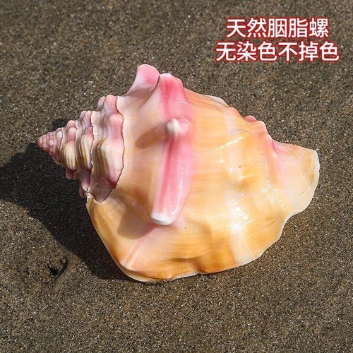 Caracola Rosa Grande 9 a 10 cm Decoración Natural Acuario Adorno Hecho a Mano Regalo - Imagen 5 de 6