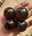 Plinia sp. "Gigante de Goiânia"   Jaboticaba — photo 1