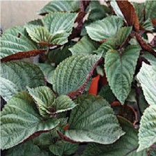 Bicoloured Shiso Perilla Seeds ? 450 Seeds ? Japanese Salad Leaf ? JustSeed
