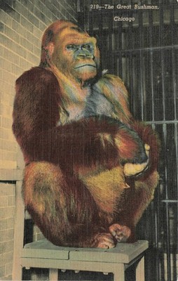 Bushman Gorilla Chicago Lincoln Park Zoo Linen Postcard C.T. Art-Colortone