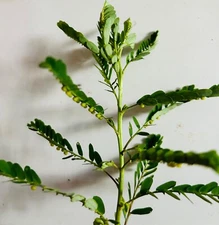 60+PCS Organic Stone Breaker Phyllanthus niruri Chanca Piedra Seeds,herb