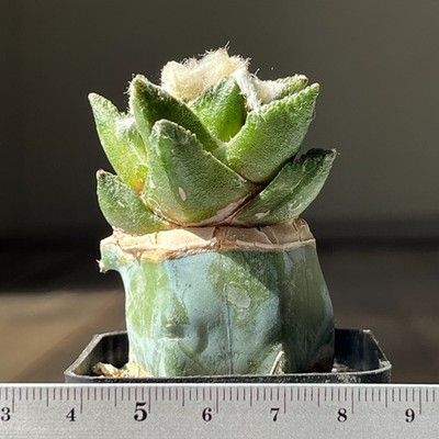 11-1651 Cactus bravoanus, VM288, El Nunez, SLP, grafted
