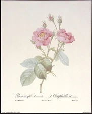 Vintage Pierre-Joseph Redoute' Rose Botanical Art Print 8 x 10
