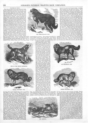 Chapter On Dogs - 12 Vignettes, Showing 12 Different Breeds - 1854 Antique Print