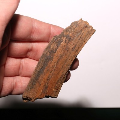 Dinosaur Rib Piece - Nice Patina - Authentic Fossil from Hell Creek Formation