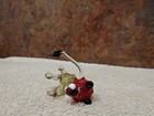 Blown Glass Animal - 2 Sitting Lions — photo 10