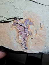 Fossil Soft-Bodied Marrellomorph (Furca) Ordovician fezouata