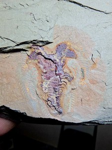 Fossil Soft-Bodied Marrellomorph (Furca) Ordovician fezouata