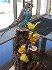 New ListingBlue Budgerigar Australian Parakeet Real Taxidermy Mount