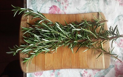 Fresh Organic Rosemary (24 Sprigs) with FREE SHIPPING!  