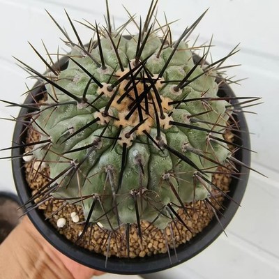 Sale Rare Cacti Copiapoa columna-alba WYSIWYG Self Rooted Boutique Decor Garden