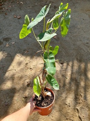 Philodendron Burle Marx - Längliches, üppiges Laub, grafische Pflanze