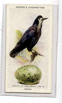 (Jk355-100) Ogen, britische Vögel und ihre Eier, Turm, 1939 #34