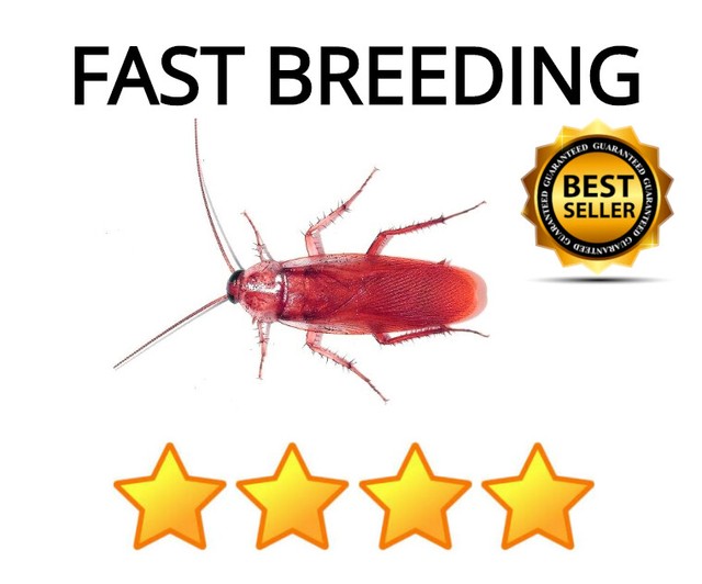 🏆 500 LIVE RED RUNNER MIXED COLONY Roach Turkistan Roaches Nymph Dubia