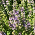 Poleiminze Mentha pulegium Bienenweide alte Heilpflanze Hildegard von Bingen 