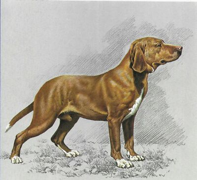 Posavac Hound - CUSTOM MATTED - 1976 Vintage Dog Art Print