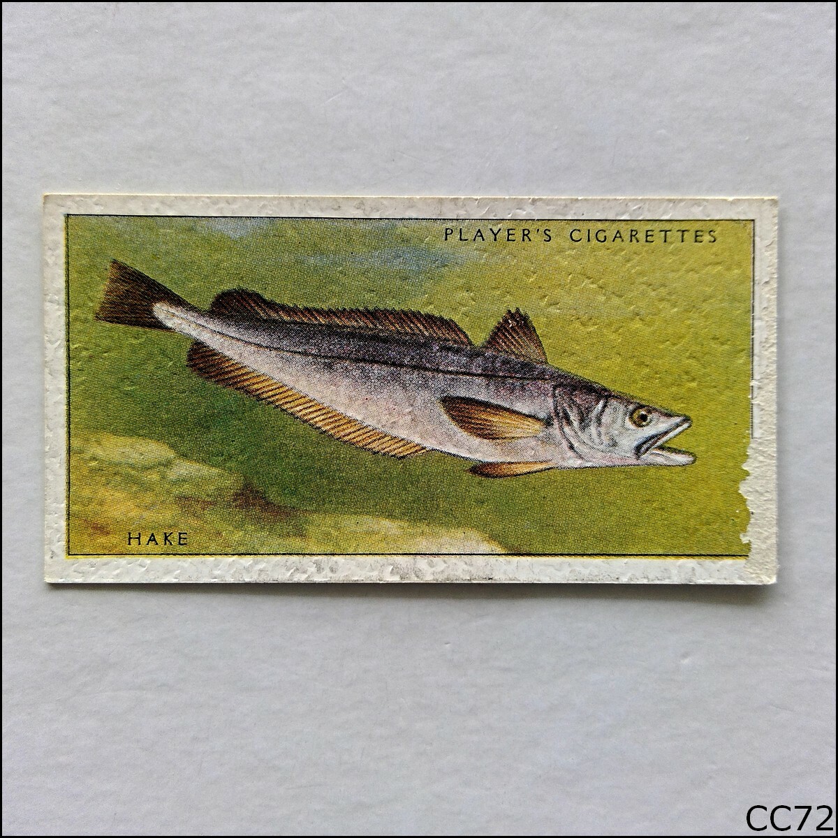 John Player Sea Fishes #16 Hake 1935 Cigarette Card (CC72)
