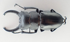 MA2838. Unmounted insect: Odontolabis sp. Sabah, Malaysia   66mm 