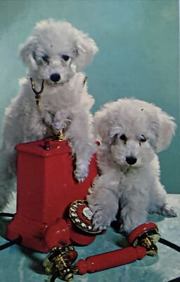 White Poodles By Red Rotary Phone BUSY LINE Vintage Postcard Camera Clix