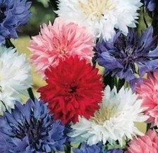 100 FRESH BACHELOR BUTTON "POLKA DOT" SEEDS DWARF MIX FREE SHIPPING CORNFLOWER
