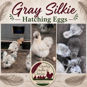 Gray Silkies Hatching Eggs Pack NPIP/AI Certified, 6 Beautiful