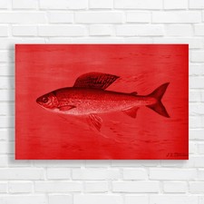 Vintage Freshwater Fish Red Canvas Print Large Picture Wall Art