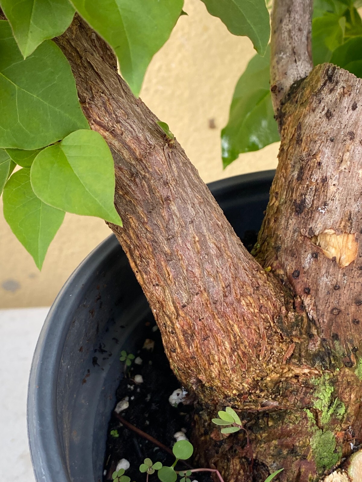 Bougainvillea (Buganvilla) (Trinitaria) PreBonsai Flowering Plant