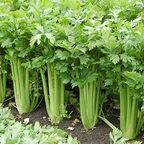 Giant Golden Pascal Celery Seeds | Heirloom / Non-GMO | Free