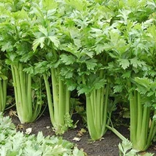 Giant Golden Pascal Celery Seeds | Heirloom / Non-GMO | Free Shipping | 1136