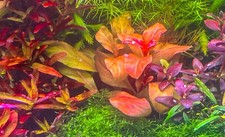 Samolus Parviflorus- 1 Plant 6-8 Leaves -Submersed Grown
