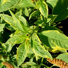 Phytolacca Polyandra variegata !! 50 seeds
