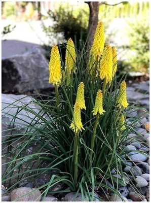 1 x Kniphofia  Lemon Popsicle  (Ziergras/Gräser/Stauden) Fackellilie Tritome