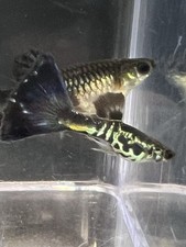 Blue Galaxy Guppy Breeding Trio 1 M, 2 F