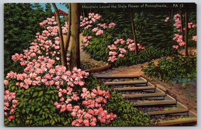 Mountain Laurel Pennsylvania State Flower Scenic Path 1963 Postcard AA408