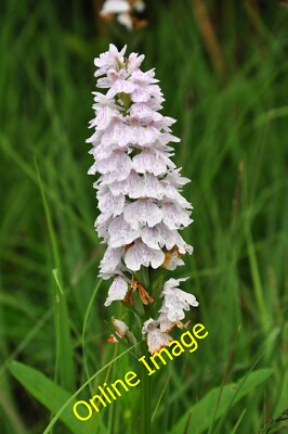 Foto 6x4 Gemeine Fleckorchidee Narrachan\/NM9114 Diese Blüten scheinen um c2014