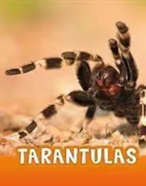 Tarantulas | Jaclyn Jaycox | Englisch | Buch | Animals | Gebunden | 2020-image