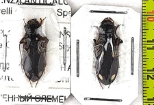 Carabidae, Cicindelinae, Megacephala asperata dodsi 2 males A1, S. Zambia