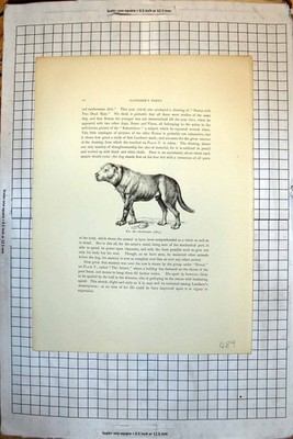Old Suspicious Dog 1815 Brutus Dog 1815 Attack 1815 Dog Attacking Cow 19th