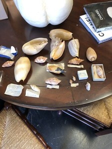 SIXTEEN COLLECTED SHELL W/ LARGE ROBUSTA MARIONAE, OR CHOICE??