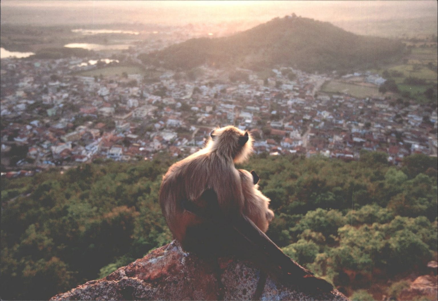 Veolia Wildlife Photographer of the Year SUNSET MOMENT Postcard India