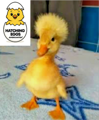 5 CRESTED DUCK FERTILE HATCHING EGGS FRESH SPEEDY USPS PRIORITY MAIL DELIVERY