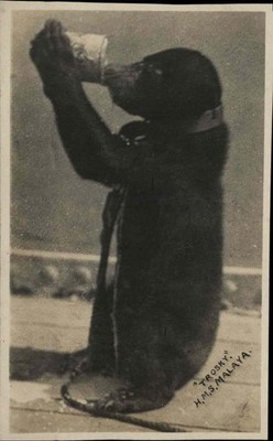 HMS MALAYA Ship Mascot Bear Cub Drinking from Can Vintage RPPC