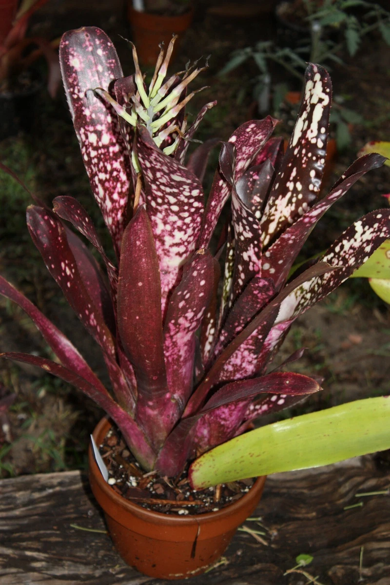 Billbergia for sale - eBay