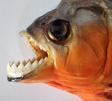Pr&auml;paration PREDATOR Rotbauch Piranha aus Peru - 25 cm - Hamburg