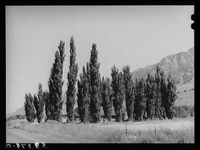 Photo:Row of Lombardy poplars. Box Elder County, Utah