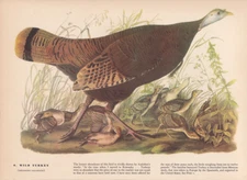 Audubon 1942 Vintage Birds #6 "Wild Turkey" Full Color Art Plate Lithograph