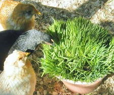 CHICKEN OATS for your backyard chickens SEED 3 lbs feed greens