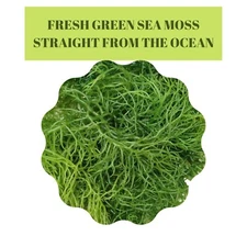 8oz GREEN Seamoss -Wild Crafted Rare Green Seamoss- St.Lucia - Cellfood - Dried