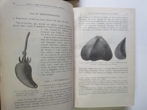 Bollettino della Reale Società geografica italiana - anno 1915 - Foto 3 di 8