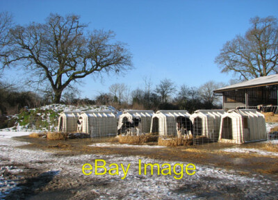 Photo 6x4 Dairy calves at Nene Valley Farm Hedenham It is present-day far c2010